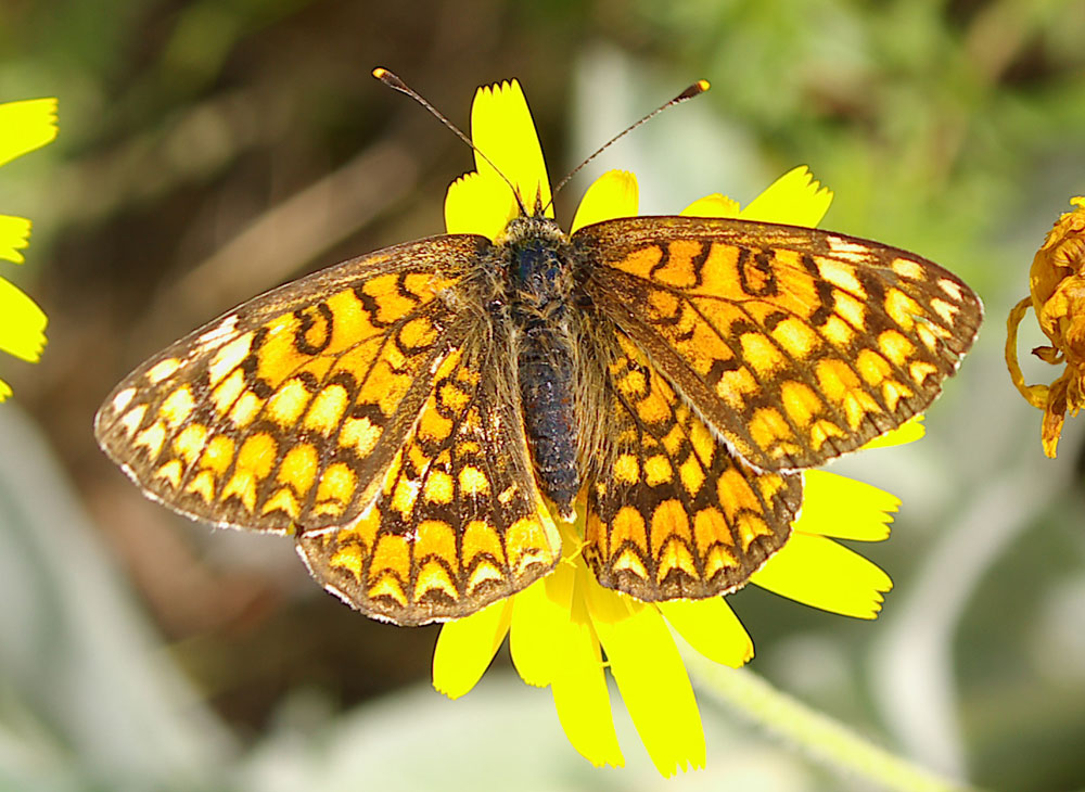 Melitaea athalia